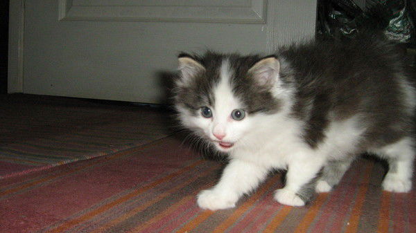 Руслан Кравец