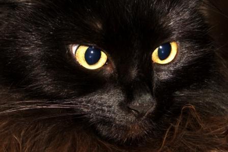 Марина Швецова