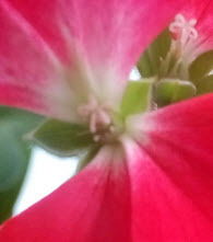 Тарас Яценко