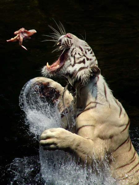 Саня Монько