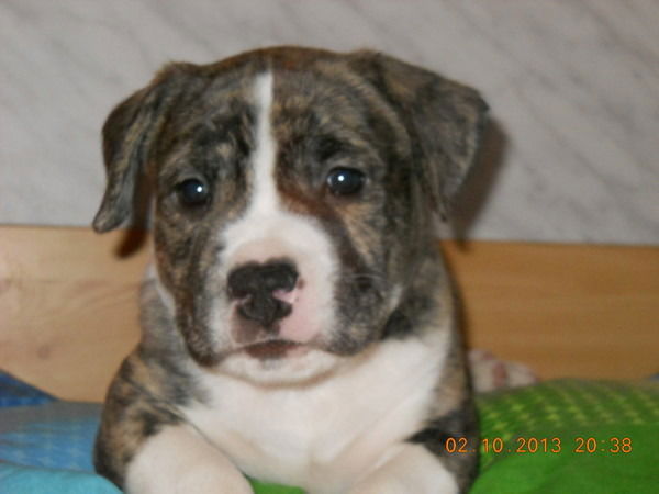 Владимир Савенко