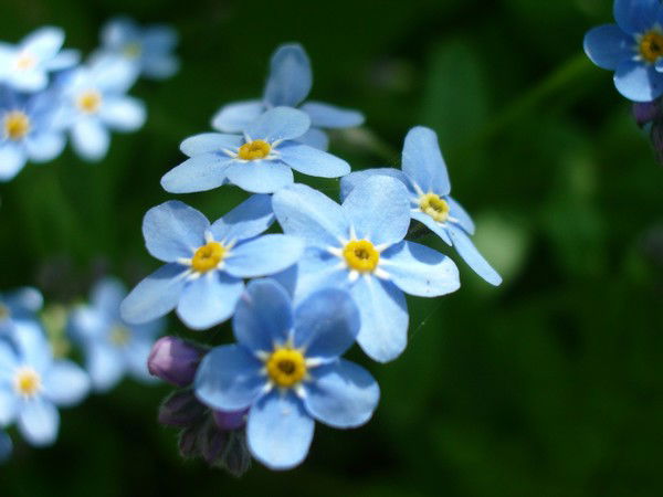 Анжелика Павлова