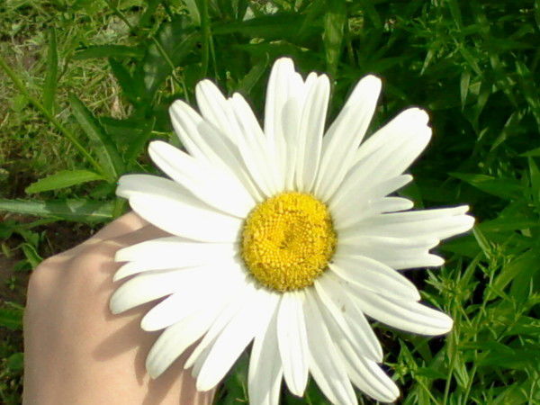 Светлана Задорина