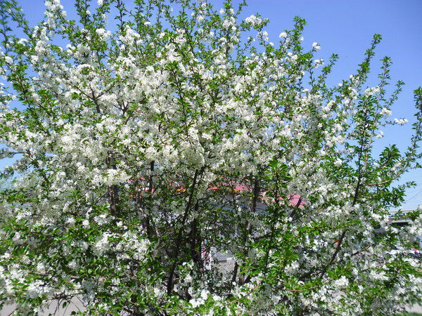 Павел Романов