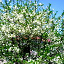 Павел Романов