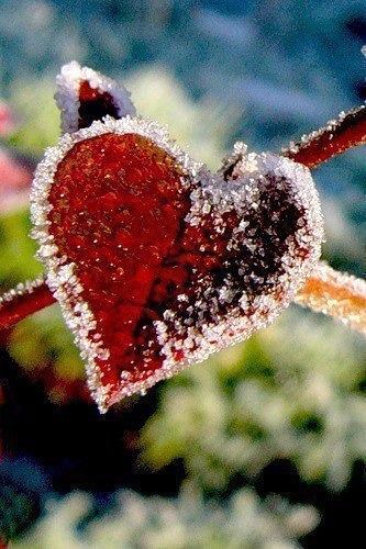 Диляра Расулева