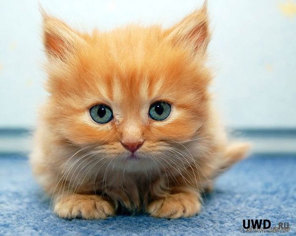 ***анастасия ***