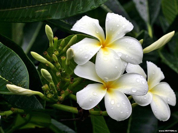 Наташа Киляшева