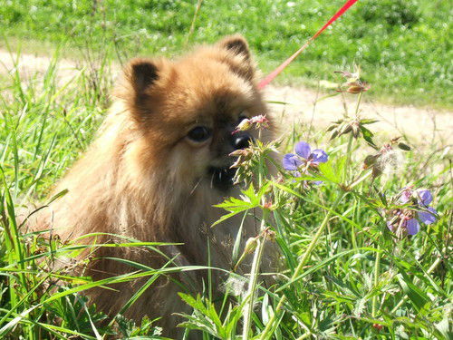 Елена Филиппова