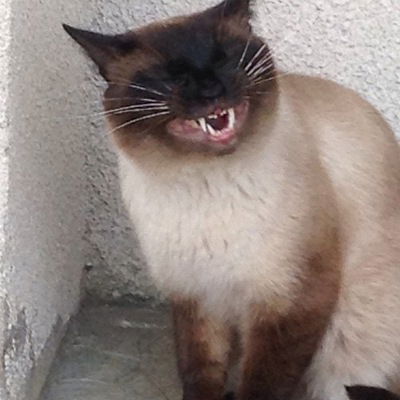 Людмила Щербина