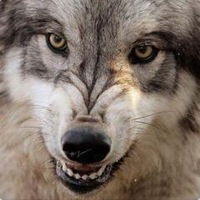 Евгений Лодяной