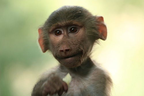 Владимир Владимир