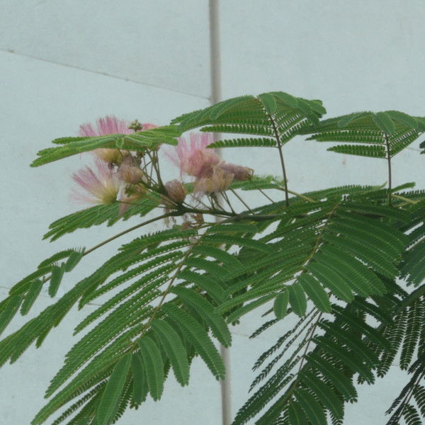 Наталья Новикова