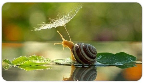 Война Ольга