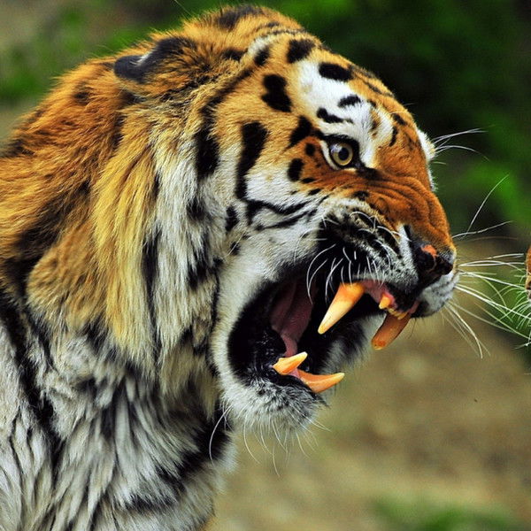 Биньковский Иван