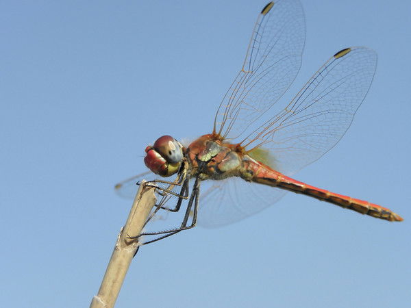 Татьяна Денисова