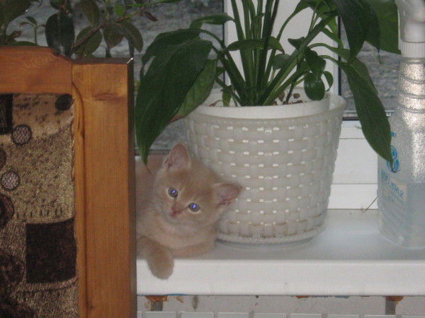 Евгения Сербова