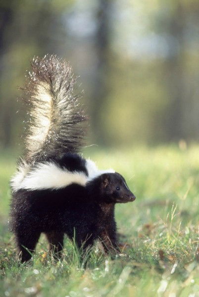 Андрей Перелыгин