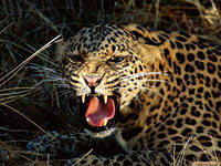 Марина Бякова