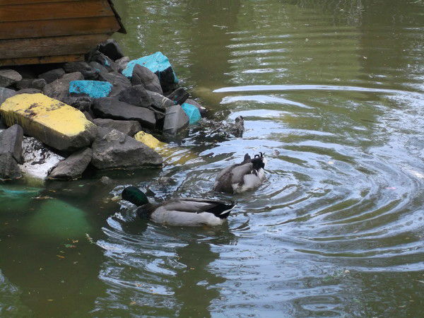 Жанка Кудряшова