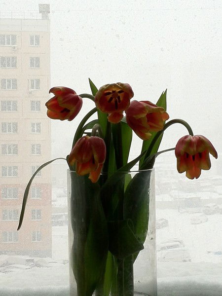 Инесса Пицюк