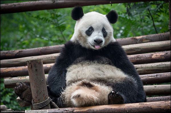 Анна Головина