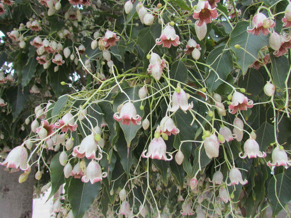 Наталья Сиянова