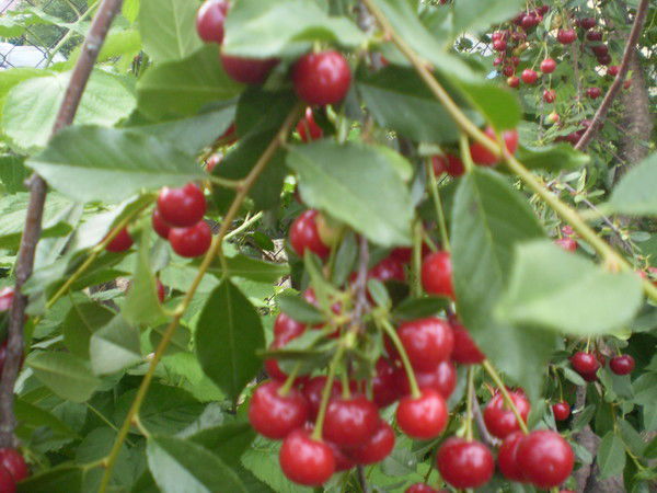 Евгений Тен