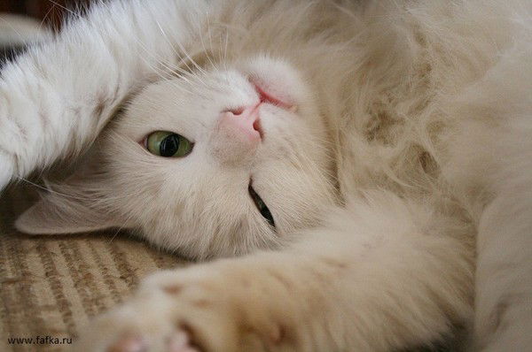 Светлана Подрядчикова