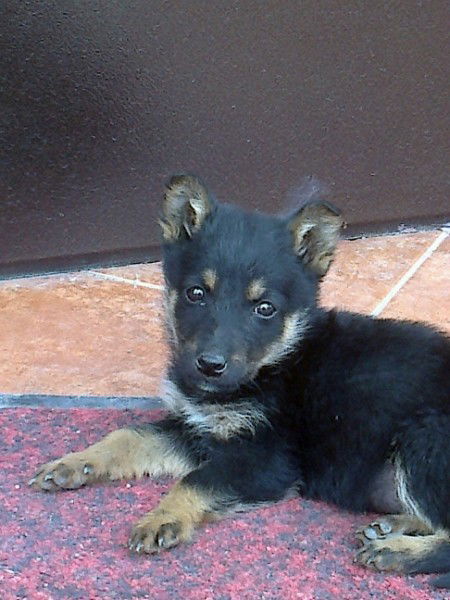 Асылжан Кенин