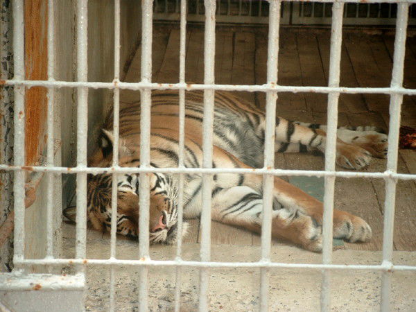 Юлия Стаканова