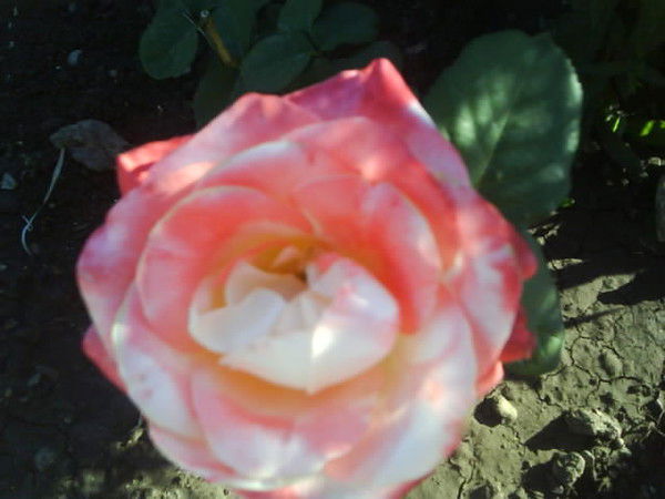 Фирюза Миннегалиева