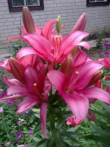 Юлия Комарова