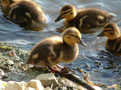 Алексей Лысенко