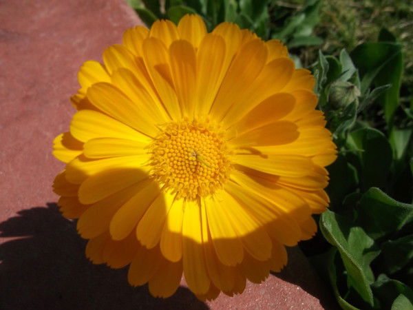 Павел Васильев