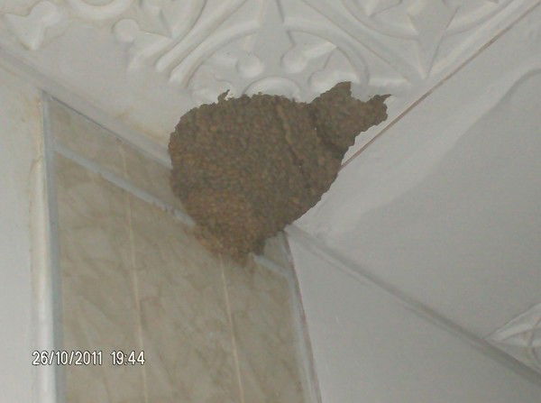 Жанна Есетова