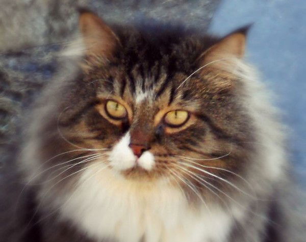 Ирина Миронова