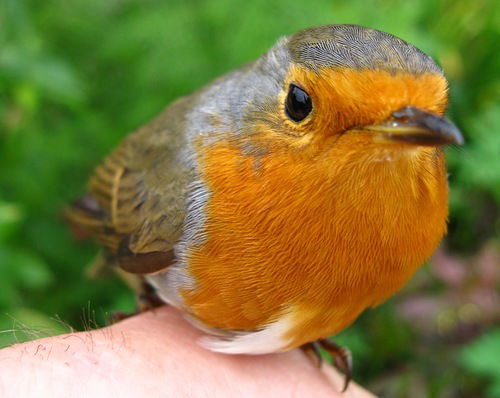 Арикато Арикатофумири