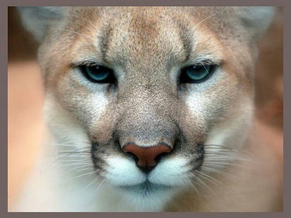 Светлана Бурлакова