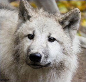 Михаил Волк