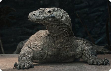 Дмитрий Бекшанов