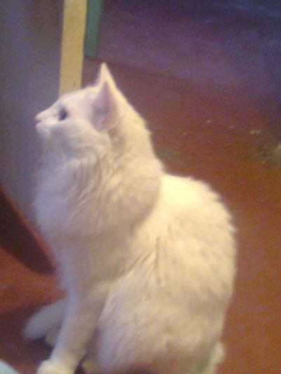 Светлана Мельникова