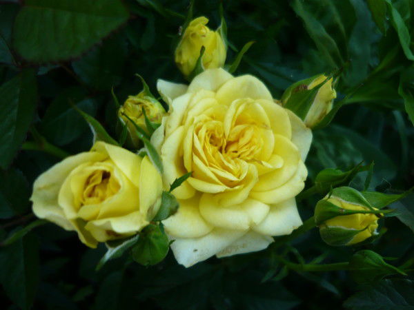 Ооо Полтава