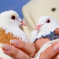 Максим Богомозов