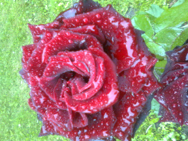 Лариса Гидора