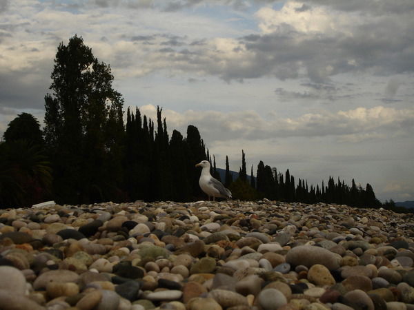 Андрей Рогожин