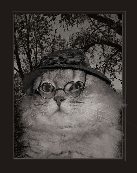 Котик Чеширский