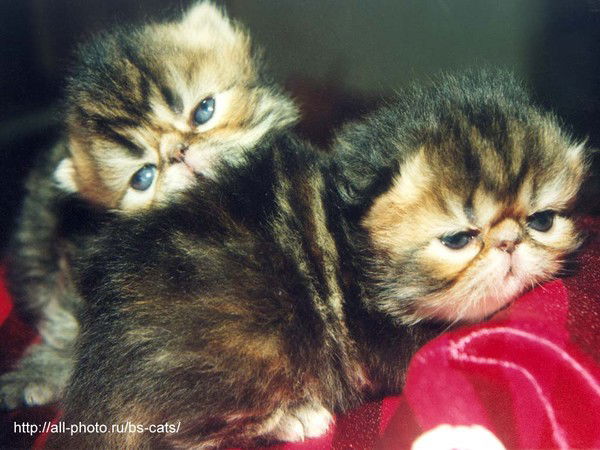 Катерина Кондратьева