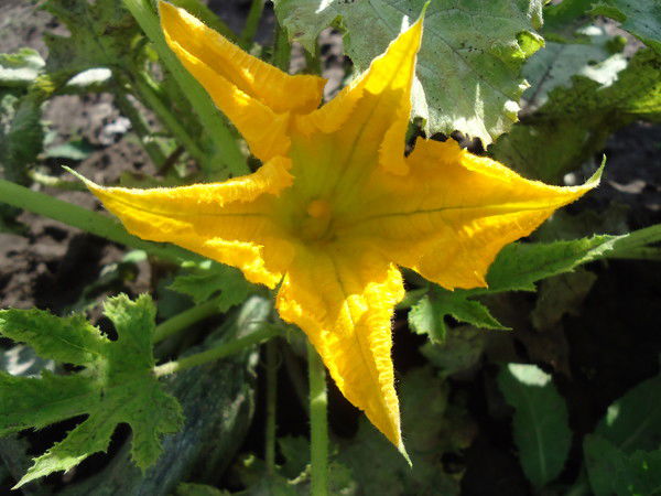 Валентина Соколова