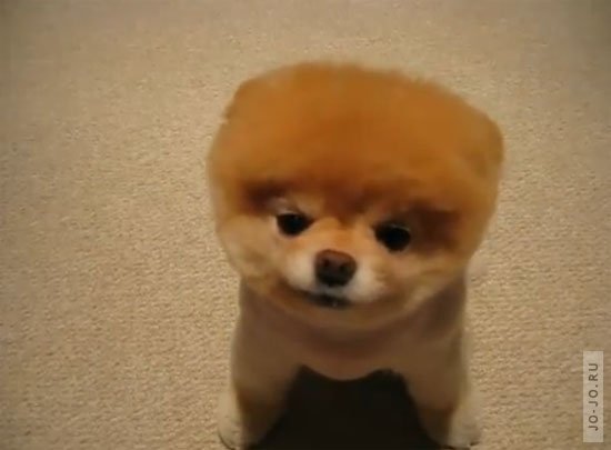 Рафаэль Алиев